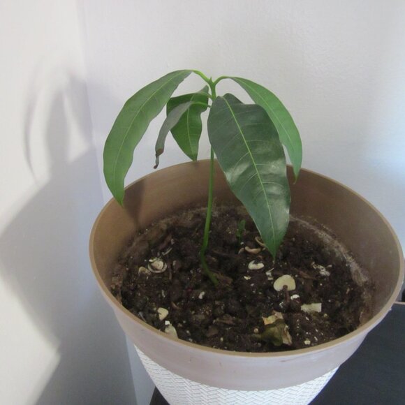 Canon PowerShot A1200 HD 12.1MP Digital Camera Silver Works W/ Pelican 1120 Case - Picture 13 of 15